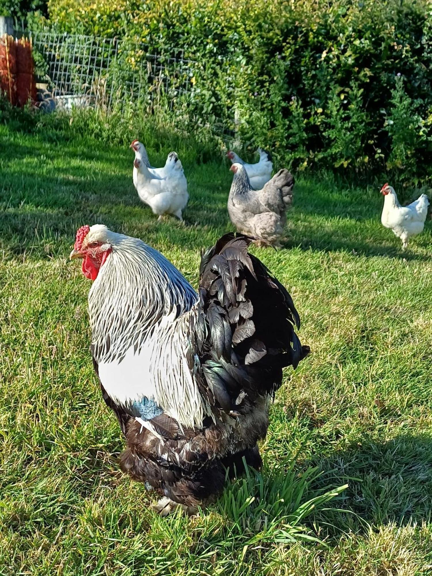 Daisy Holiday home Bishop's Nympton